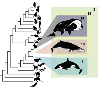 Figure 1. Phylogeny of Mammals Used inCodon-Based Maximum Likelihood Com-parison of Selective Pressure Variation