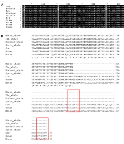 Figure 2. Multiple Protein Sequence Alignments of HDAC2 and UCP1(A) Partial alignment of bowhead HDAC2 with mammalian orthologs