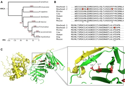 Figure 3. Gene Family Expansion and PCNA(A) Gene family expansion. Numbers in red correspond to the predicted number of gene expansion events during mammalian evolution