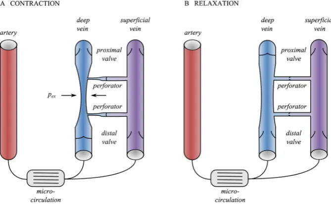 Figure 1. Schematic representation of the muscle pump effect during the contraction (A) and relaxation(B) phases