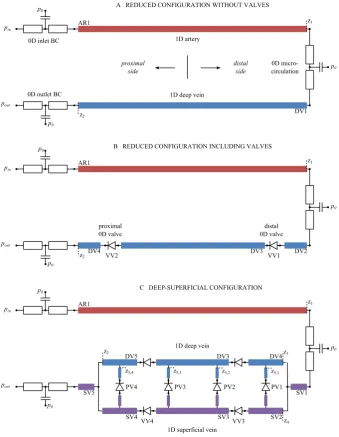 Figure 2. Three different model conﬁgurations: (A) reduced conﬁguration without valves, (B) reducedconﬁguration including valves, and (C) deep-superﬁcial conﬁguration