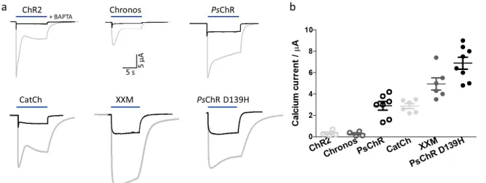 Figure 5. Calcium permeabilities of selected channelrhodopsin variants. (a) Photocurrent traces of different channelrhodopsins before (grey) and after (black) BAPTA injection
