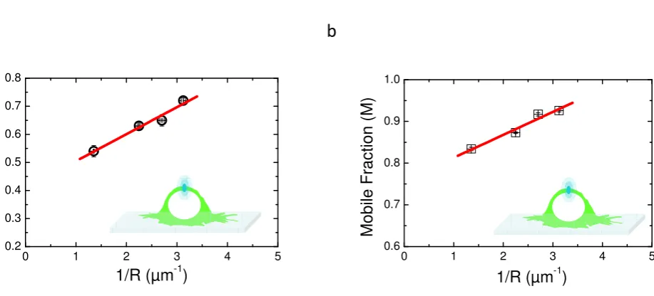 Figure 5. Comparison of the two models aDm and rBm using vrFRAP in the case of PH-EFA6diffusion at the plasma membrane of BHK cells a1/R