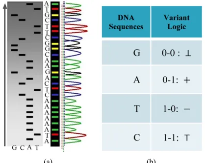 Figure 1. Modern DNA sequencing & their correspond- ences on variant logic; (a) A sample DNA sequencing and its four projection sequences; (b) Four Meta DNA Symbols and linkages to variant logic