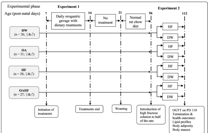 Fig. 1 Schematic flow diagram showing the experimental groups, stages of development, sequence and timing of interventions and