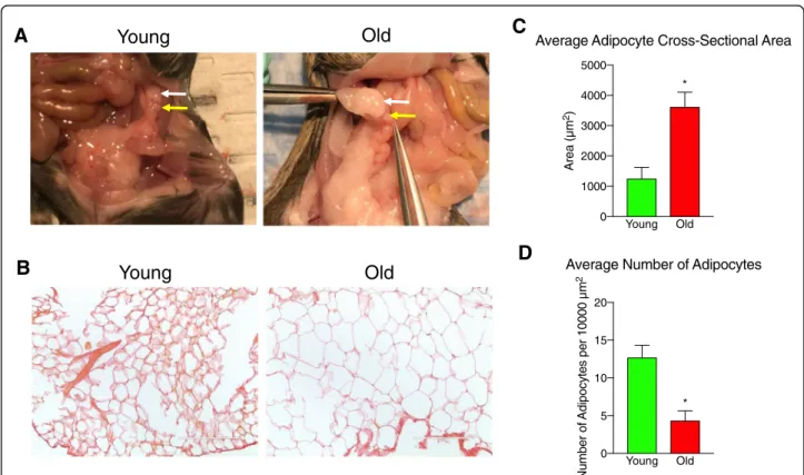 Fig. 1 Adipocyte size in peri-gonadal adipose tissue increases with advanced reproductive age