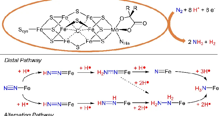 Figure 1.1. (Top) Biological nitrogen fixation is catalyzed by the iron-molybdenum 