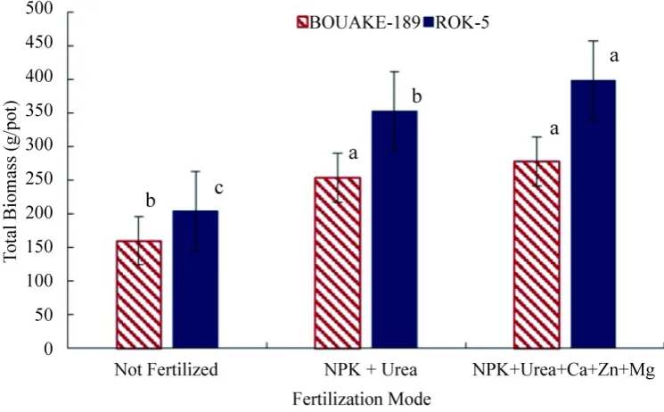 Figure 5. Yield of total biomass of BOUAKE-189 and ROK-5 rice varieties in pots not fertilized, fer-tilized with NPK + Urea and NPK + Urea + Ca + Zn + Mg, respectively (means of 3 replicates).Yields sharing the same letter are not significantly different a