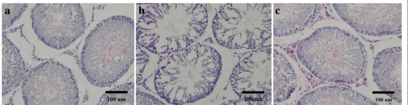 Fig. 2 Representative images of histological sections of testes from rats in different group
