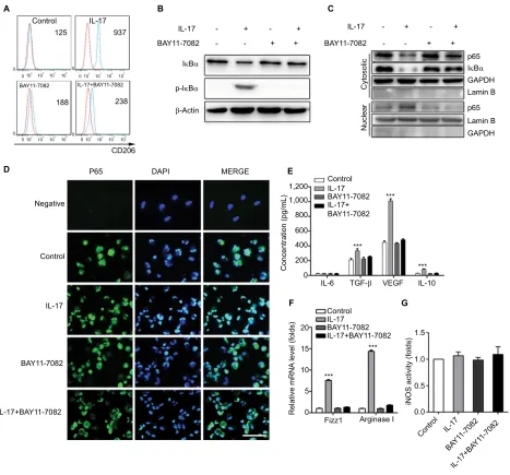 Figure 2 il-17 induces ThP-1-derived macrophages to an M2-like phenotype via nF-inhibitor BaY11-7028 for 48 hours