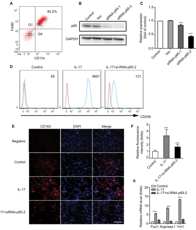 Figure 4 il-17 induces CD203 and CD163 expression in mouse peritoneal macrophages via p65.Notes: (A) F4/80 and CD11b antibodies were used to authenticate by flow cytometry