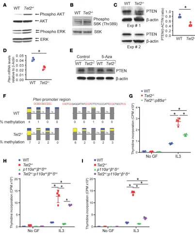 Figure 4. Deficiency of TET2 in BMMCs results in PI3K activation. (shown. BMMCs from mice with indicated genotypes (was evaluated by [were treated with 0.5genomic DNA from WT and A) AKT (ser473), phosphorylated ERK1/2, and total ERK1/2 levels in WT and Tet