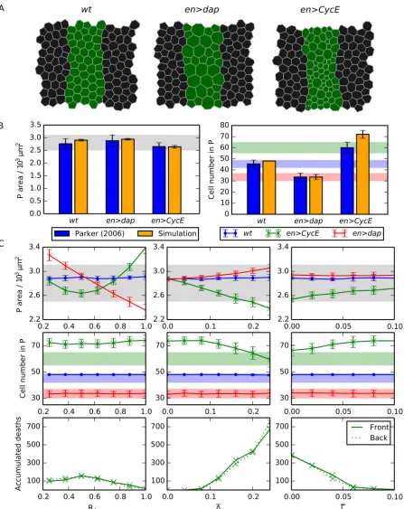 Fig 3. Compartment size control can emerge from passive mechanical forces. (A) Snapshots of wt, en>dap and en>CycE simulations, each followingthe final round of division