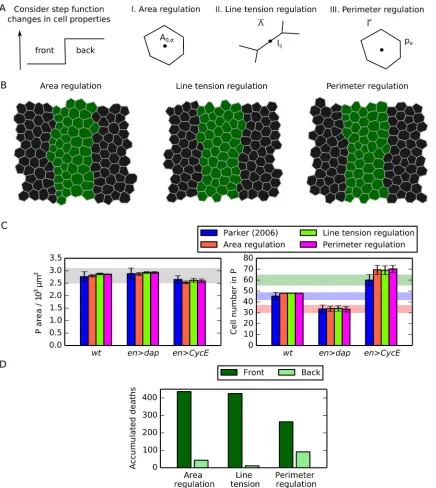Fig 4. Spatial regulation of mechanical cell properties can induce asymmetry of cell death occurrence inside posterior compartments