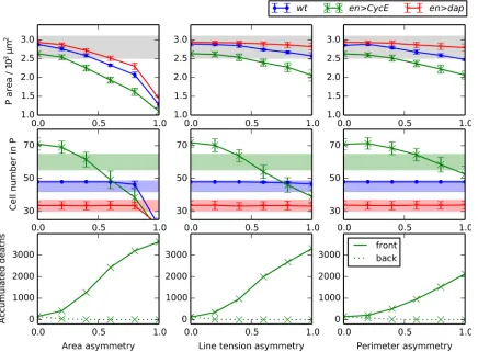 Fig 5. Sensitivity of P compartment size and cell number to asymmetry. Variation of P compartment area (upper row) and cell number (middle row), andof the number of accumulated cell deaths over 100 simulations in the front and back halves of the P compartm