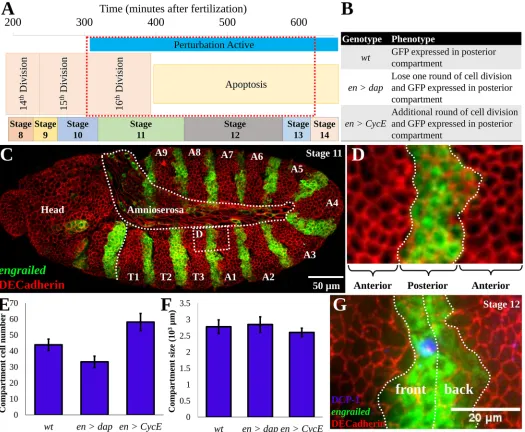 Fig 1. The Drosophila embryo as a model system for size homeostasis. (A) Specification of embryonic stages over time; the red boxed region representsthe time period of simulations [18]