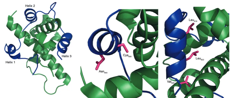 Fig. 1NMR structure of the HIF-1a/p300 interaction (Pymol). (a) Cartoon overview of the interaction illustrating the three helices of HIF-1a C-TAD (blue)wrapping around the CH1 p300 (green)