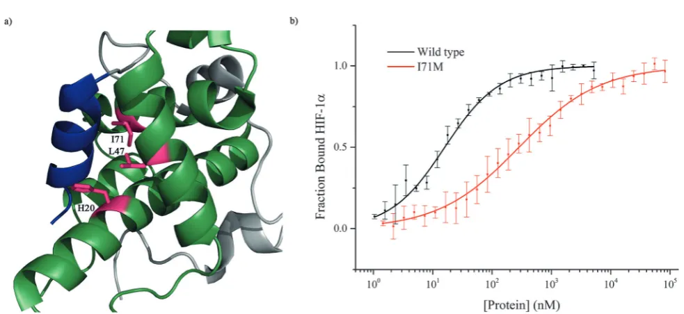 Table 1Binding study of p300 helix 3 binding pocket mutant proteinsbinding to FITC-HIF-1a786–826 as measured by fluorescence anisotropy