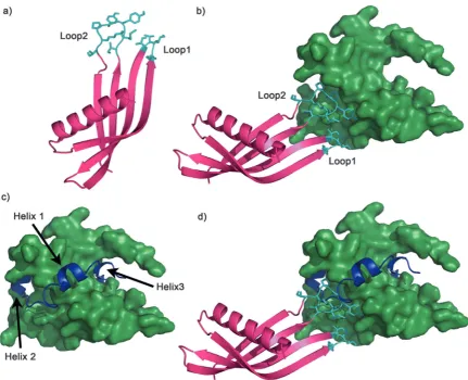 Fig. 8Adhiron structure and potential binding model to p300. (a) Crystal structure of Ad34, variable loops shown in cyan