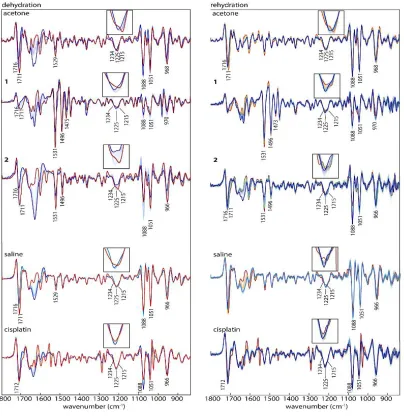 Figure 4: IR Average spectra (second derivative) of dsDNA treated with acetone (control 1) PFB, TMB, saline (control 2) and cisplatin in the course of dehydration (left) colour-coded from blue (hydrated) to red (dehydrated) and in the course of rehydration