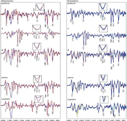Figure 5: IR Average spectra (second derivative) of ssDNA treated with acetone (control 1) 1, 2, saline (control 2) and cisplatin in the course of dehydration (left) colour-coded from blue (hydrated) to red (dehydrated) and in the course of rehydration (ri