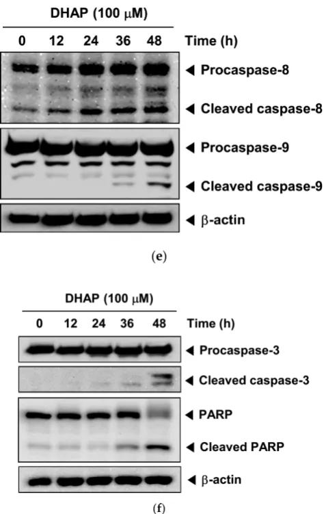 Figure 2. Effect of DHAP on apoptosis and proliferation of U266 cells. The cells were treated with 100 μM of DHAP for 24 h and 48 h