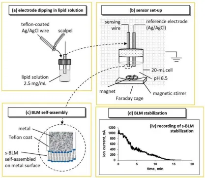 Figure 1 Representation of the device setup, and the lipid self-assembly process for 