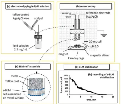 Figure 1. Schematic of the sensor, measurement setup, and lipid self-assembly 