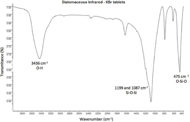 Figure 1.  SEM micrographs obtained with the biosorbent fiber at magnifications of (A) 
