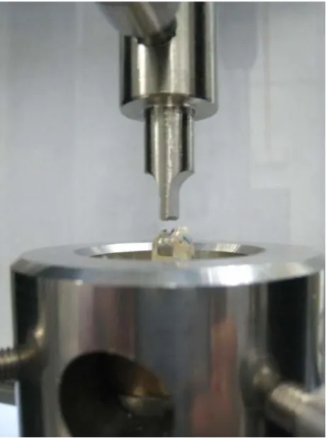 Figure 2. Tooth sample assembled to the universal testing ma-chine ready to be loaded along its long axis