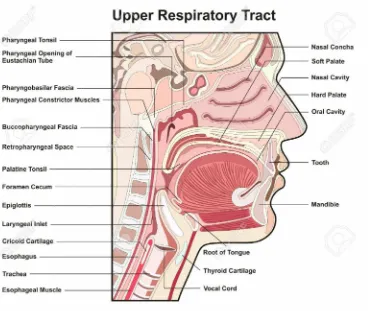 FIG.NO.1 UPPER RESPIRATORY TRACT