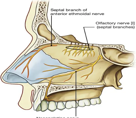 FIG NO.3.NERVE SUPPLY OF MEDIAL WALL OF NASAL CAVITY