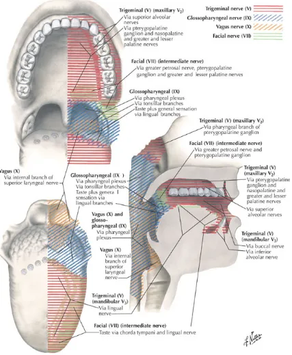 FIG.NO.4. NERVE SUPPLY OF MOUTH AND PHARYNX
