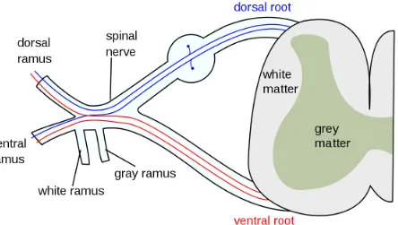 Fig no 1: Mixed fibers of roots of brachial plexus 