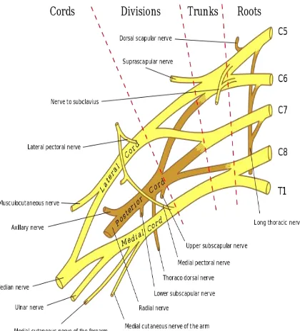 Fig no: 2 Brachial plexus 