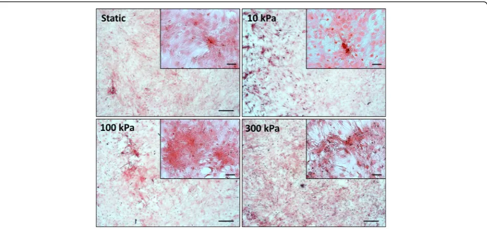 Fig. 6 PicroSirius Red staining for collagen after long term pressure stimulation (4 days loading and 17 days static)