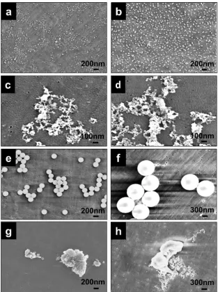 Fig. 1. FEG-SEM images of FluoSpheres (FS), Ceridust 3615� and UHMWPE wear particles: (a) 20 nm FS, magniﬁcation of 90,000�; (b) 40 nm FS, magniﬁcation of 90,000�; (c)nanometre-sized Ceridust 3615� particles, magniﬁcation of 200,000�; (d) nanometre-sized UHMWPE wear particles, magniﬁcation of 200,000�; (e) 200 nm FS,magniﬁcation of 90,000�; (f) 1 lm FS, magniﬁcation of 60,000�; (g) UHMWPE wear particles (Micro-wear-0.1–1.0 lm), magniﬁcation of 90,000�); (h) UHMWPE wearparticles (Micro-wear-1.0–10 lm), magniﬁcation of 65,000�.