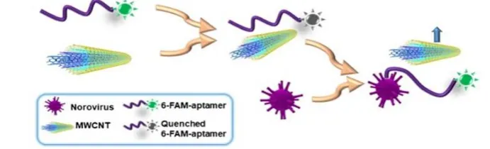 Figure 7. Schematic illustration of "signal-on" aptasensor based on MWCNT and fluorescence-labeled aptamer