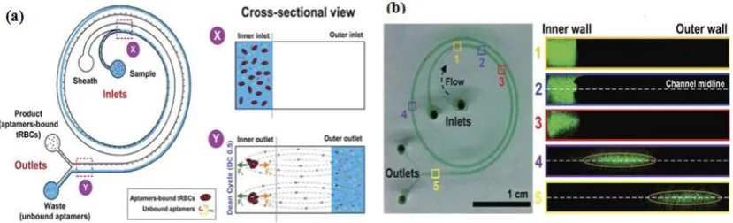 Figure 2. Bi-loop spiral design of inertial microfluidic SELEX (I-SELEX) with dual inlets and outlets