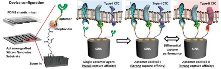 Figure 3. A representative chaotic mixer microfluidic device combined with an aptamer cocktail-grafted silicon nanowire substrate (SiNS)