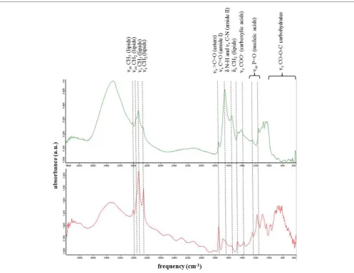 FIGURE 4 | Representative synchrotron based infrared spectroscopic spectra of single cells in green (top) and red (bottom) snow