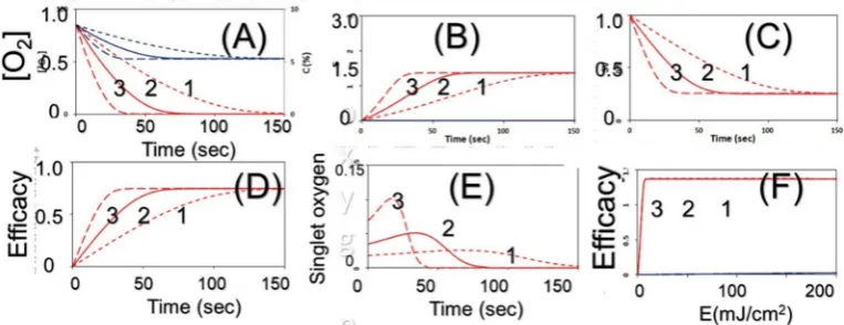 Fig. 4 The calculated temporal profiles of: (A) oxygen (red curves) and PS concentration (blue curves), (B) S2-function, (C) cell viability, (D) efficacy vs