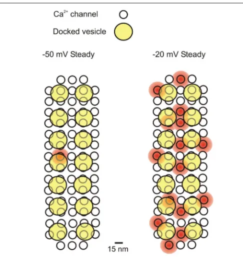 FIGURE 1 | Schematic representation of the Ca2(each with adocked vesicles. Here we assumed that Ca(7.5 nm minimum distance) gives a presynaptic area ofconsistent with the most recent EM estimates (0.0662005cochlea IHCs, respectively: Meyer e al., 2009; 0.0