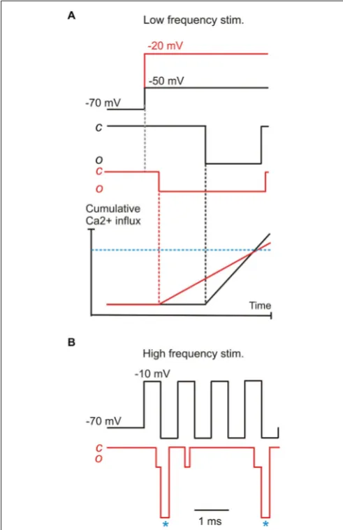 FIGURE 4 | A model for phase-locking based on the properties ofelementary Ca2+ currents