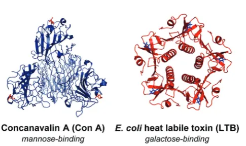 Fig. 1Conjugation of acylhydrazide functionalised carbohydrate residues onto an aldehyde-functionalised polymer scacombinatorial library of polymers which may interconvert by exchange of carbohydrate residues