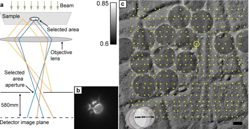 Figure 1. Description of the experiments. The microscope was operated in selected area diffraction mode, illustrated by the ray diagram in (a), with a large defocus introduced so that the detector imaged a plane 580 mm beneath the selected area aperture