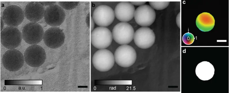 Figure 2. polystyrene spheres on a gold-shadowed carbon diffraction grating replica. Scale bars 100 nm