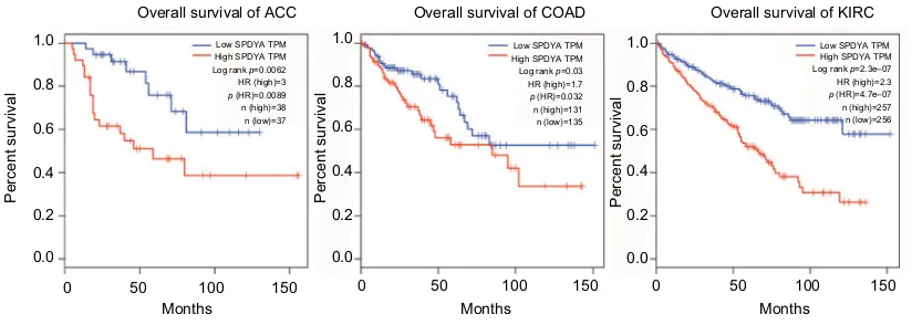 Figure 5 expression of spy1 in cancers.Notes: Overall survival rates in adrenocortical carcinoma (aCC), colon adenocarcinoma (COaD) and kidney renal clear cell carcinoma (KiRC) patients with high expression levels of spy1 (red line) were statistically lowe