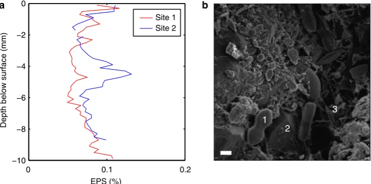 Figure 1 | Extra polymeric substances in the ﬁeld. (where the median grain diameter,particles are sand grains (2) and the bridging structures are strands of EPS (3)