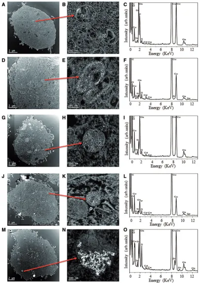 FIG. 2. High angle annular dark ﬁeld (HAADF) scanning transmission electron microscope (STEM) images conﬁrming QDs uptake